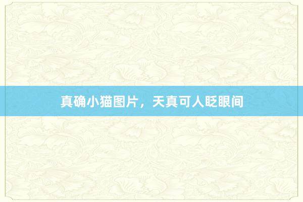 真确小猫图片，天真可人眨眼间